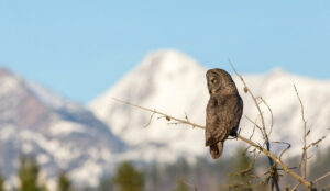 Seward Park Audubon Center Presents Paul Bannick | Great Gray Owl